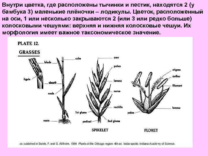 Внутри цветка, где расположены тычинки и пестик, находятся 2 (у бамбука 3) маленькие плёночки