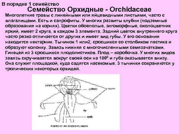 В порядке 1 семейство Семейство Орхидные - Orchidaceae Многолетние травы с линейными или яйцевидными