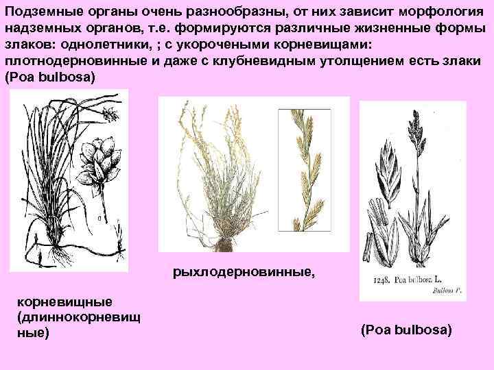 Подземные органы очень разнообразны, от них зависит морфология надземных органов, т. е. формируются различные