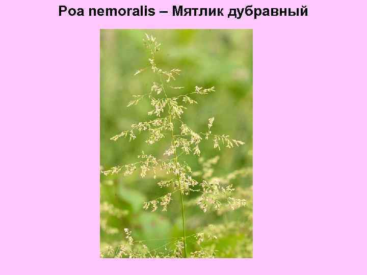 Poa nemoralis – Мятлик дубравный 