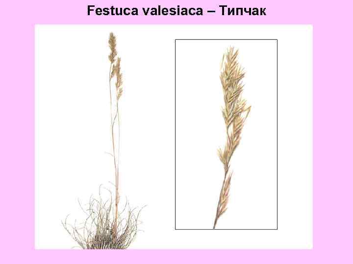 Festuca valesiaca – Типчак 