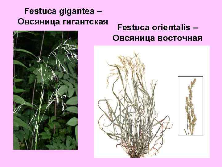 Festuca gigantea – Овсяница гигантская Festuca orientalis – Овсяница восточная 