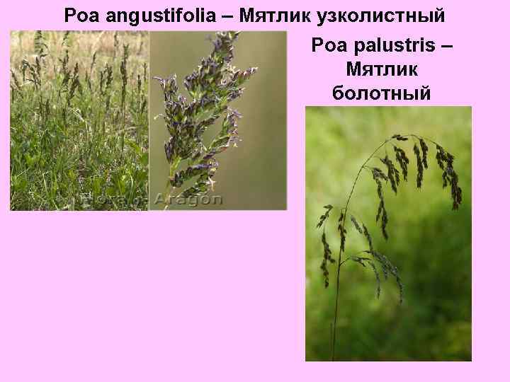 Poa angustifolia – Мятлик узколистный Poa palustris – Мятлик болотный 