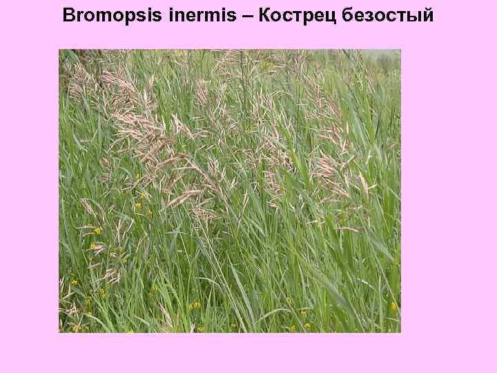 Bromopsis inermis – Кострец безостый 