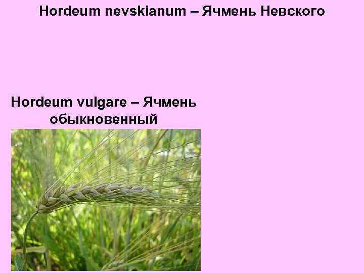 Hordeum nevskianum – Ячмень Невского Hordeum vulgare – Ячмень обыкновенный 