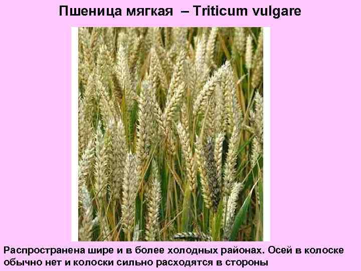 Пшеница мягкая – Triticum vulgare Распространена шире и в более холодных районах. Осей в