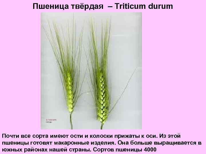 Пшеница твёрдая – Triticum durum Почти все сорта имеют ости и колоски прижаты к