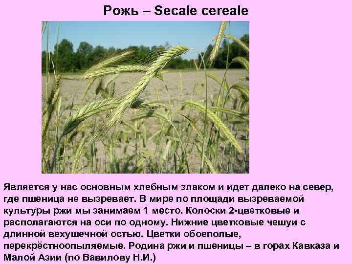 Рожь – Secale cereale Является у нас основным хлебным злаком и идет далеко на