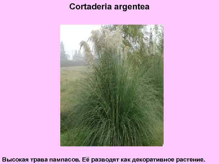 Cortaderia argentea Высокая трава пампасов. Её разводят как декоративное растение. 