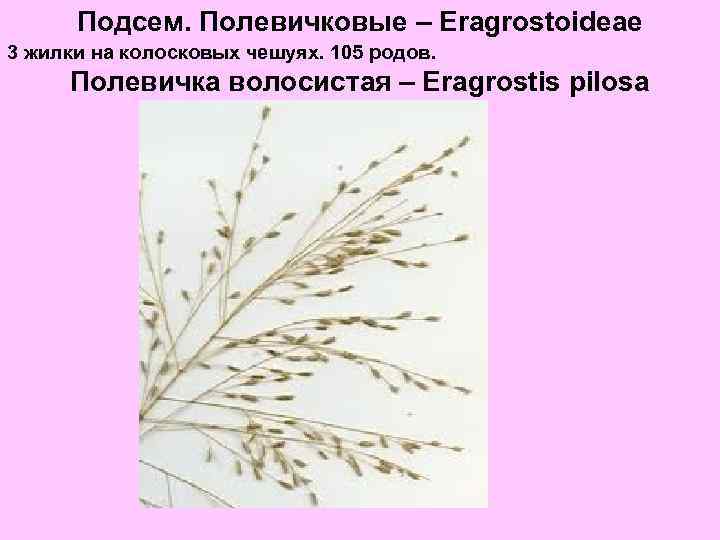 Подсем. Полевичковые – Eragrostoideae 3 жилки на колосковых чешуях. 105 родов. Полевичка волосистая –