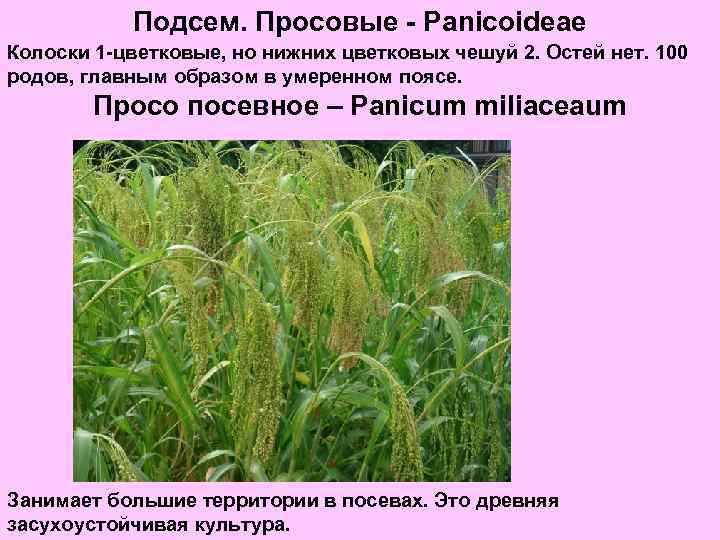 Подсем. Просовые - Panicoideae Колоски 1 -цветковые, но нижних цветковых чешуй 2. Остей нет.