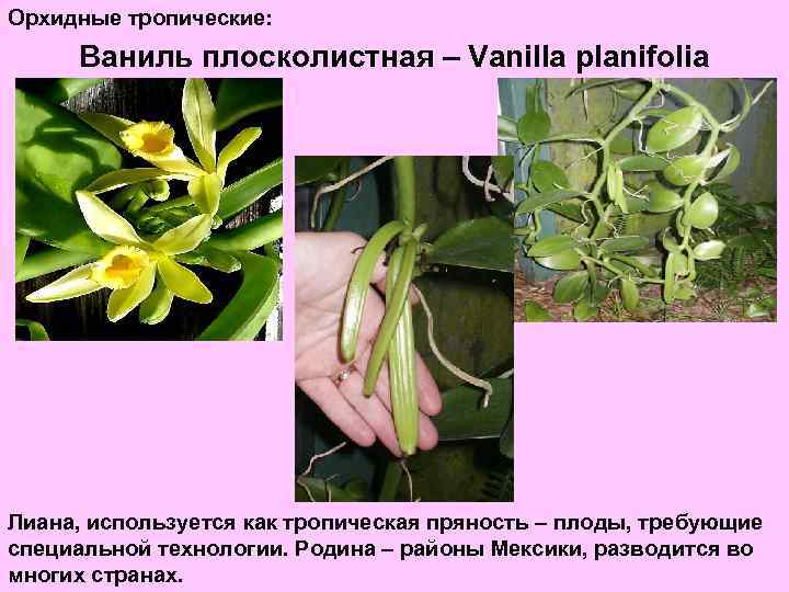 Орхидные тропические: Ваниль плосколистная – Vanilla planifolia Лиана, используется как тропическая пряность – плоды,