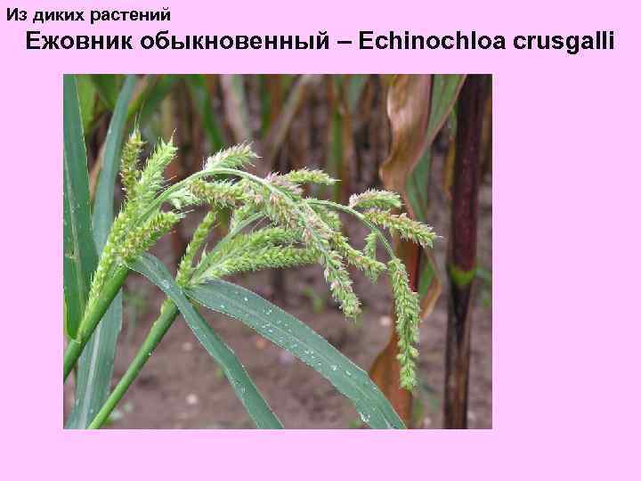 Из диких растений Ежовник обыкновенный – Echinochloa crusgalli 