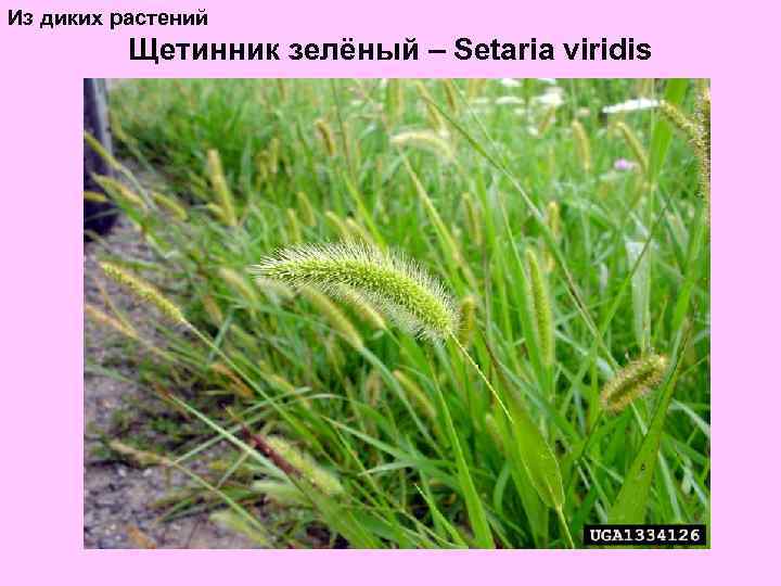 Из диких растений Щетинник зелёный – Setaria viridis 