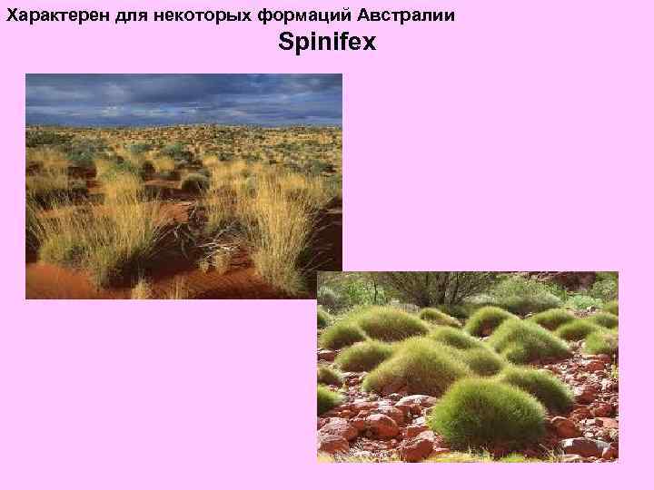 Характерен для некоторых формаций Австралии Spinifex 