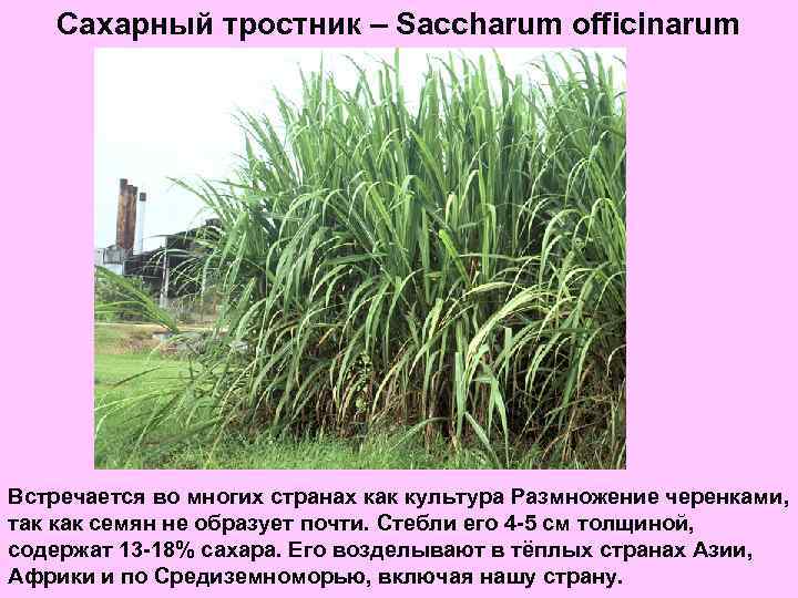 Сахарный тростник – Saccharum officinarum Встречается во многих странах как культура Размножение черенками, так