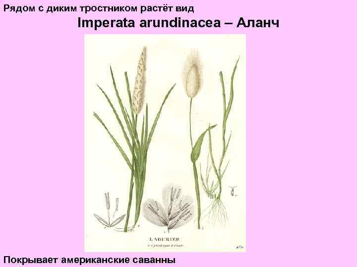 Рядом с диким тростником растёт вид Imperata arundinacea – Аланч Покрывает американские саванны 