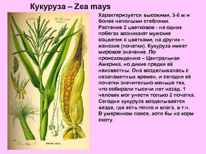 Кукуруза название соцветия. Zea Mays кукуруза. Строение початка кукурузы. Мужское соцветие кукурузы. Кукуруза строение растения.