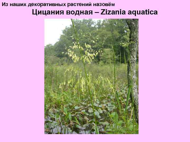 Из наших декоративных растений назовём Цицания водная – Zizania aquatica 