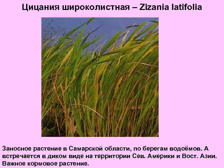 Цицания широколистная – Zizania latifolia Заносное растение в Самарской области, по берегам водоёмов. А