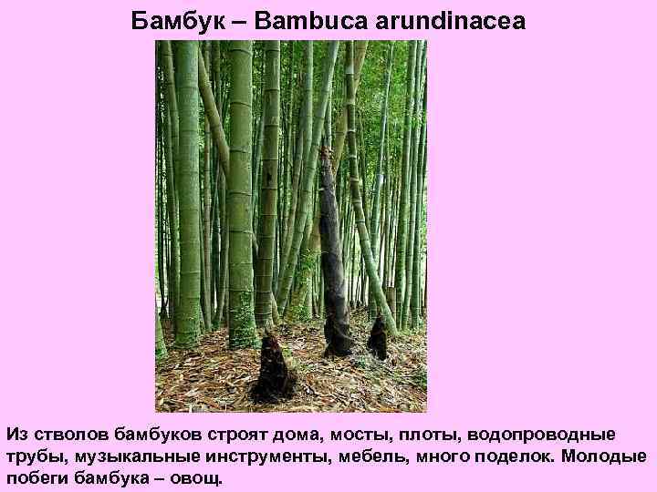 Бамбук – Bambuca arundinacea Из стволов бамбуков строят дома, мосты, плоты, водопроводные трубы, музыкальные