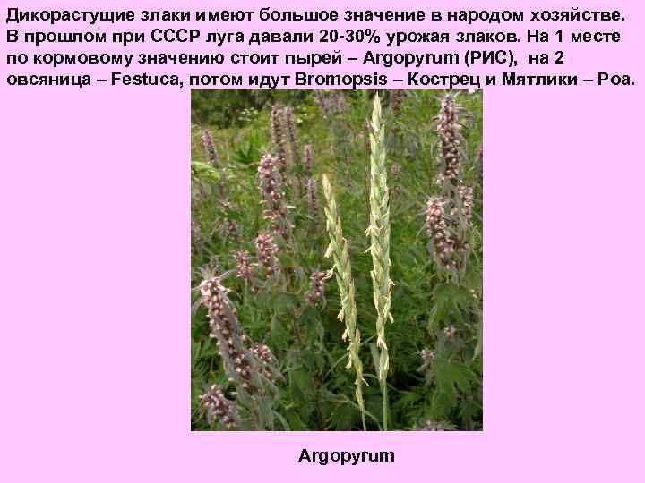 Дикорастущие злаки имеют большое значение в народом хозяйстве. В прошлом при СССР луга давали