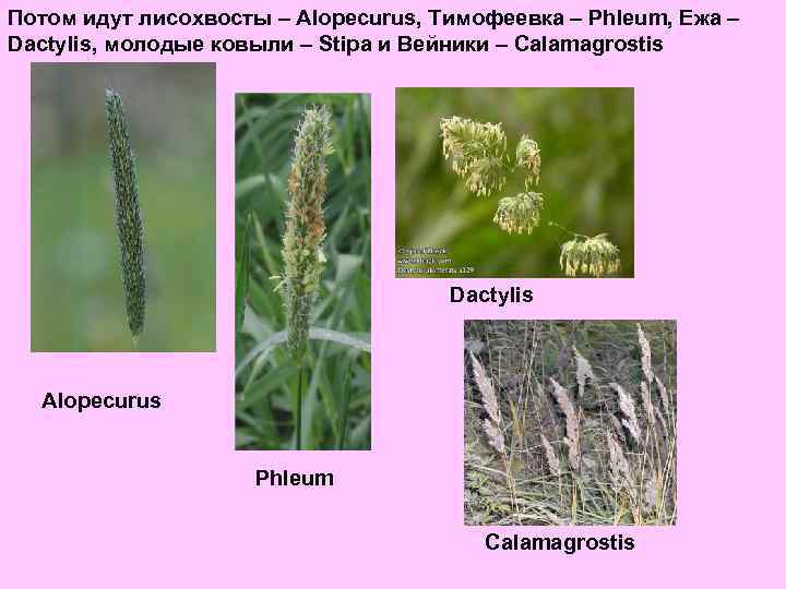 Потом идут лисохвосты – Alopecurus, Тимофеевка – Phleum, Ежа – Dactylis, молодые ковыли –