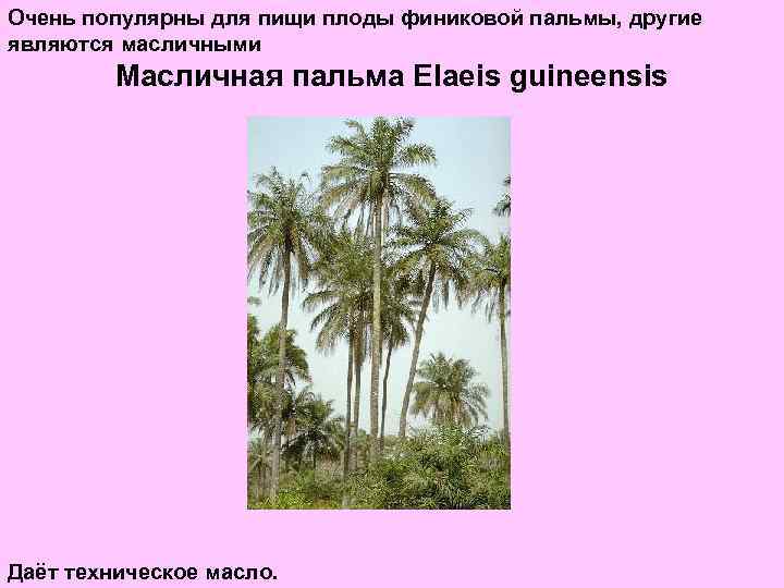 Очень популярны для пищи плоды финиковой пальмы, другие являются масличными Масличная пальма Elaeis guineensis