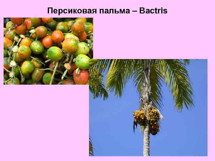 Персиковая пальма – Bactris 