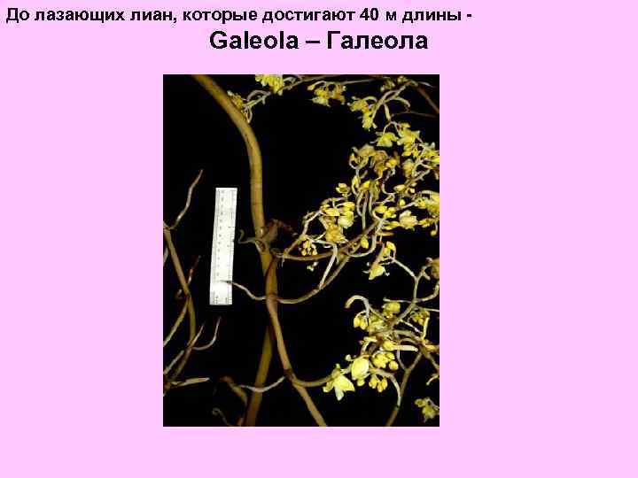 До лазающих лиан, которые достигают 40 м длины - Galeola – Галеола 