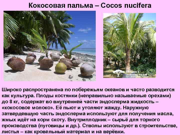 Кокосовая пальма – Cocos nucifera Широко распространена по побережьям океанов и часто разводится как