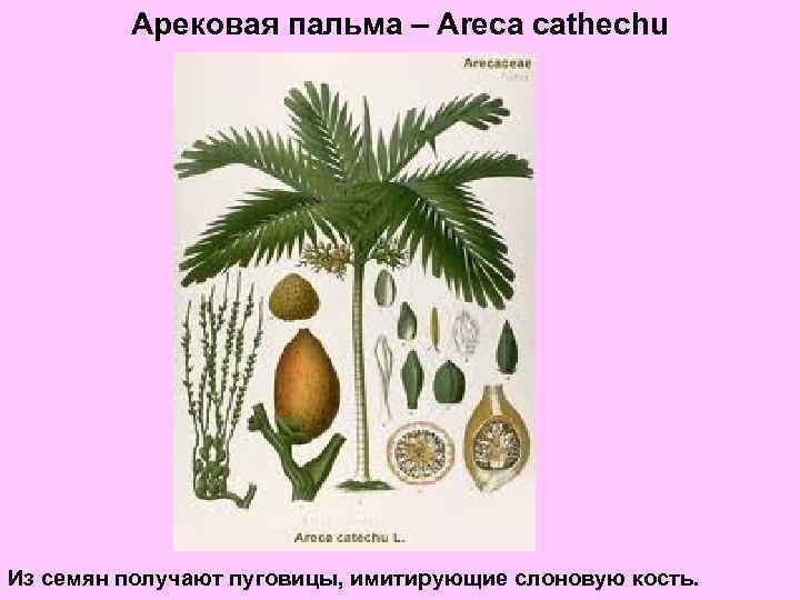 Арековая пальма – Areca cathechu Из семян получают пуговицы, имитирующие слоновую кость. 