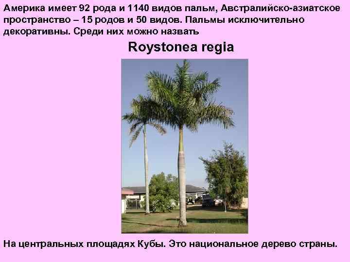 Америка имеет 92 рода и 1140 видов пальм, Австралийско-азиатское пространство – 15 родов и