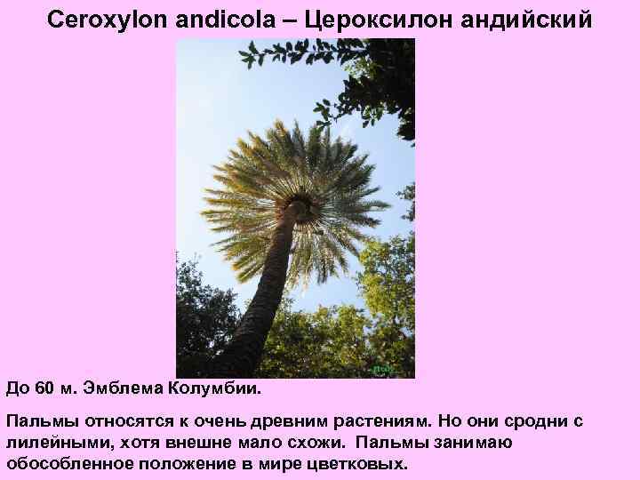 Ceroxylon andicola – Цероксилон андийский До 60 м. Эмблема Колумбии. Пальмы относятся к очень