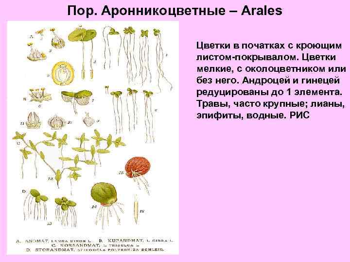 Пор. Аронникоцветные – Arales Цветки в початках с кроющим листом-покрывалом. Цветки мелкие, с околоцветником