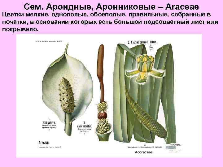 Сем. Ароидные, Аронниковые – Araceae Цветки мелкие, однополые, обоеполые, правильные, собранные в початки, в