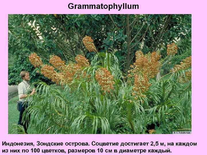 Grammatophyllum Индонезия, Зондские острова. Соцветие достигает 2, 5 м, на каждом из них по