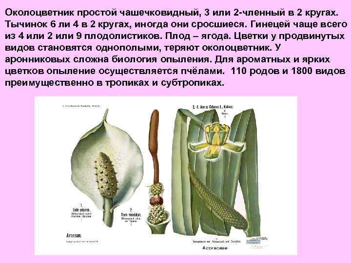 Околоцветник простой чашечковидный, 3 или 2 -членный в 2 кругах. Тычинок 6 ли 4