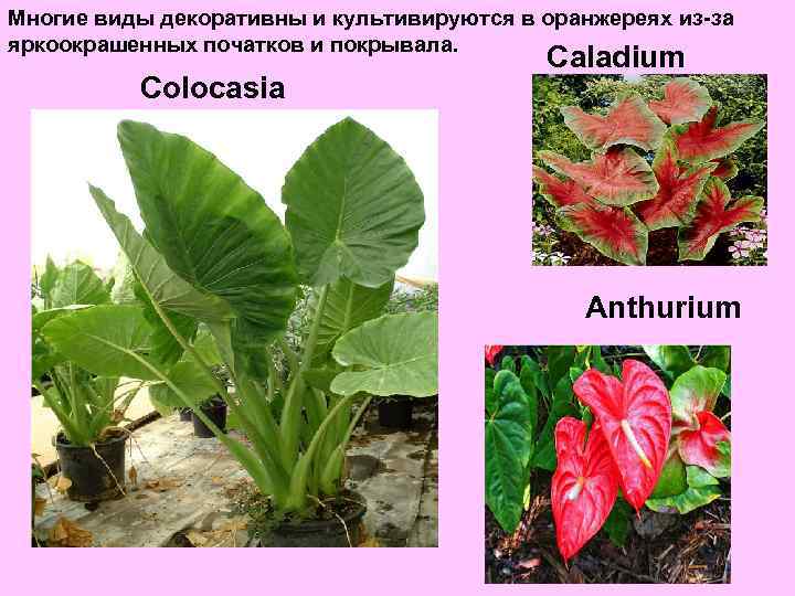 Многие виды декоративны и культивируются в оранжереях из-за яркоокрашенных початков и покрывала. Colocasia Caladium
