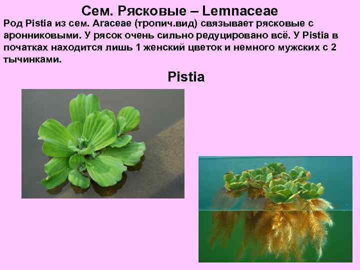 Сем. Рясковые – Lemnaceae Род Pistia из сем. Araceae (тропич. вид) связывает рясковые с