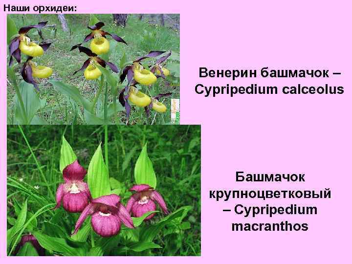 Наши орхидеи: Венерин башмачок – Cypripedium calceolus Башмачок крупноцветковый – Cypripedium macranthos 