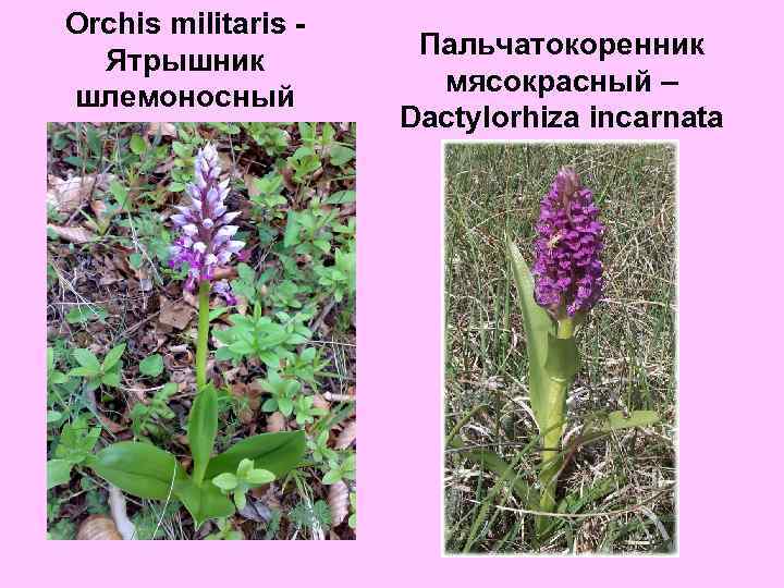 Orchis militaris Ятрышник шлемоносный Пальчатокоренник мясокрасный – Dactylorhiza incarnata 