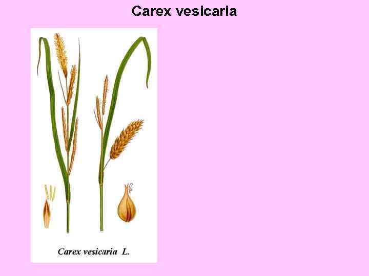 Carex vesicaria 