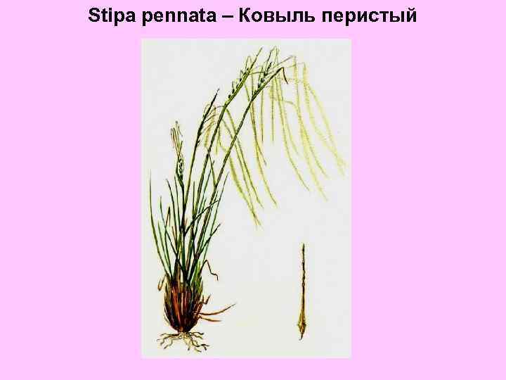 Stipa pennata – Ковыль перистый 