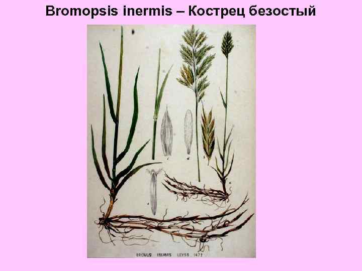 Bromopsis inermis – Кострец безостый 