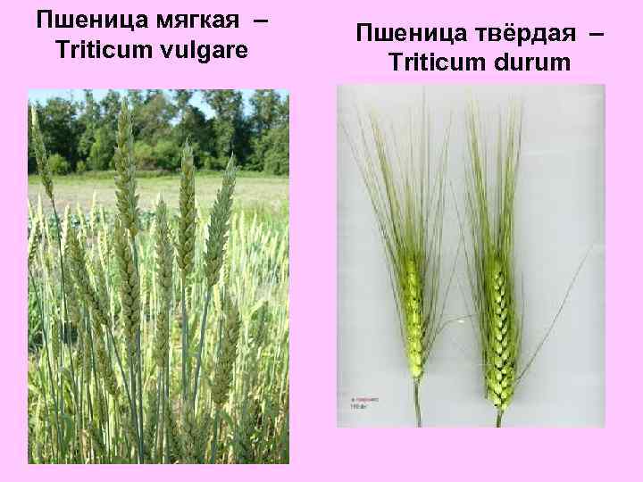 Пшеница мягкая – Triticum vulgare Пшеница твёрдая – Triticum durum 