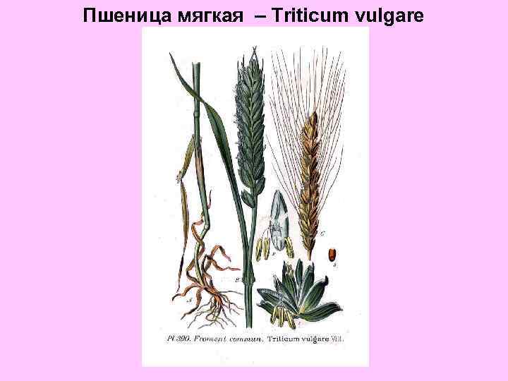Пшеница мягкая – Triticum vulgare 