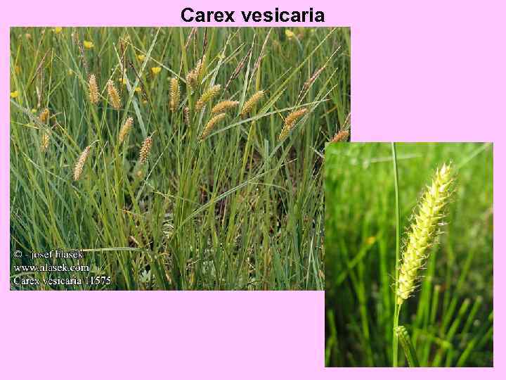 Carex vesicaria 
