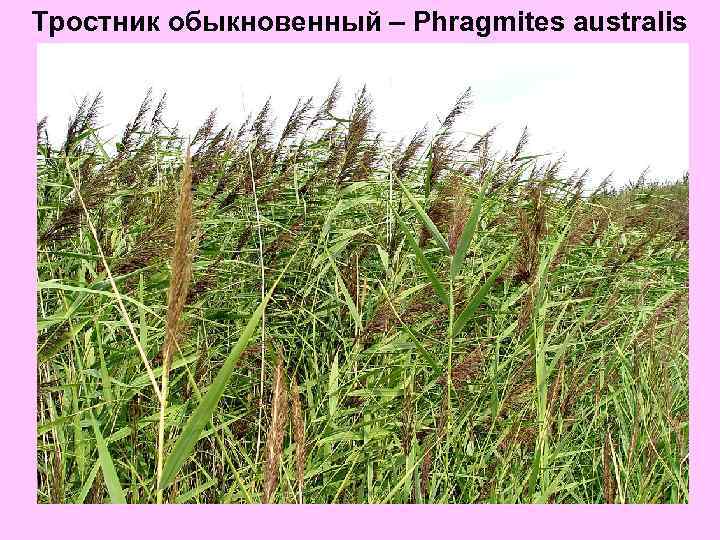 Тростник обыкновенный – Phragmites australis 