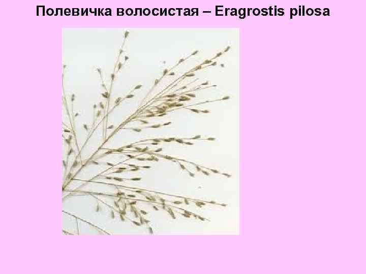 Полевичка волосистая – Eragrostis pilosa 